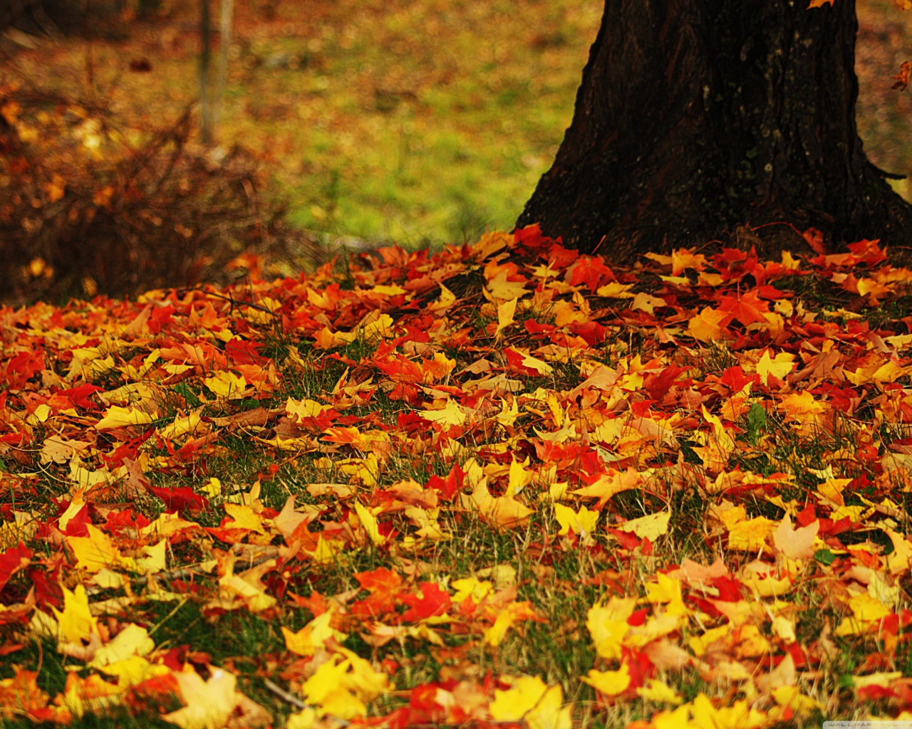 Color carpet in the wood