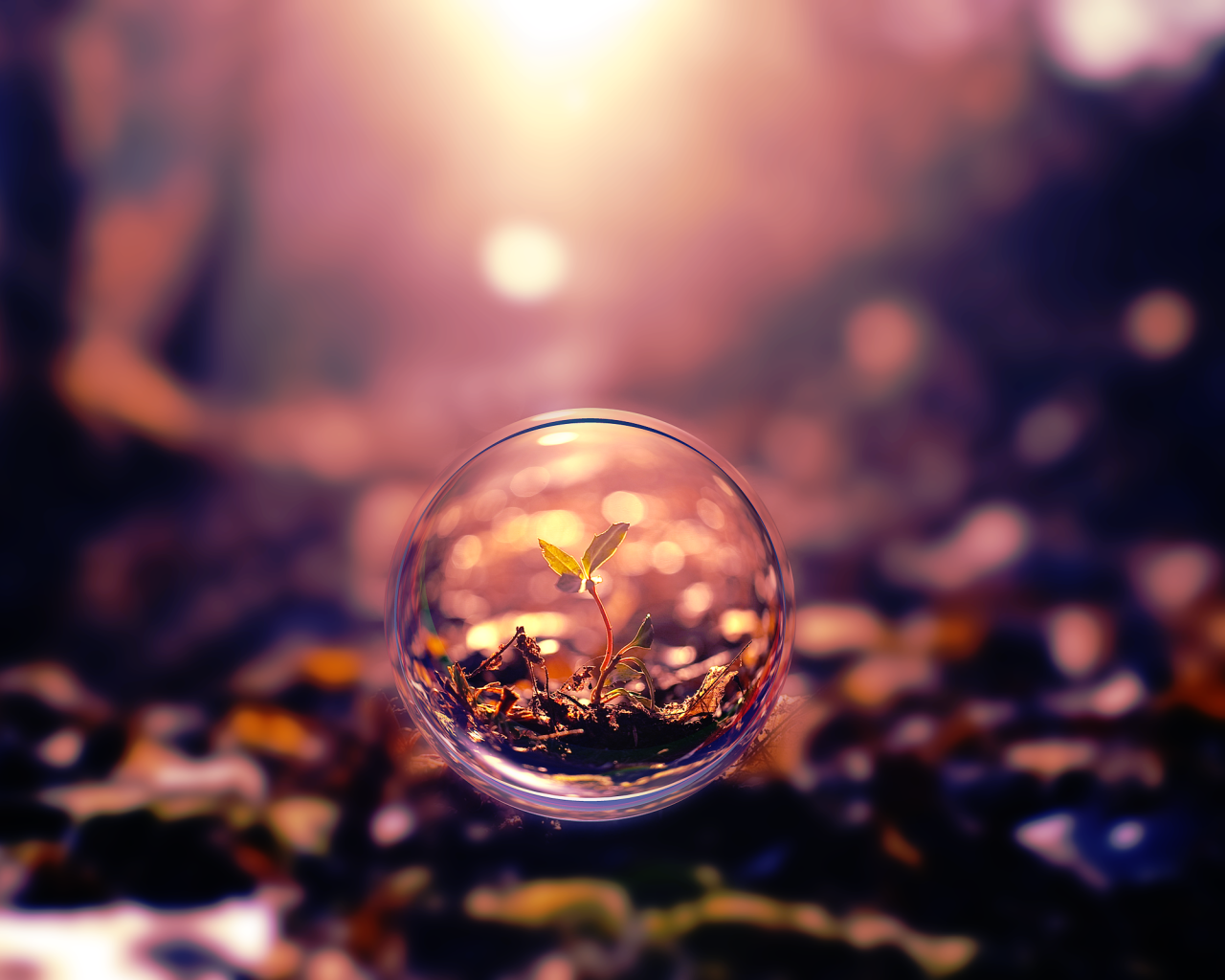 Росток под стеклом