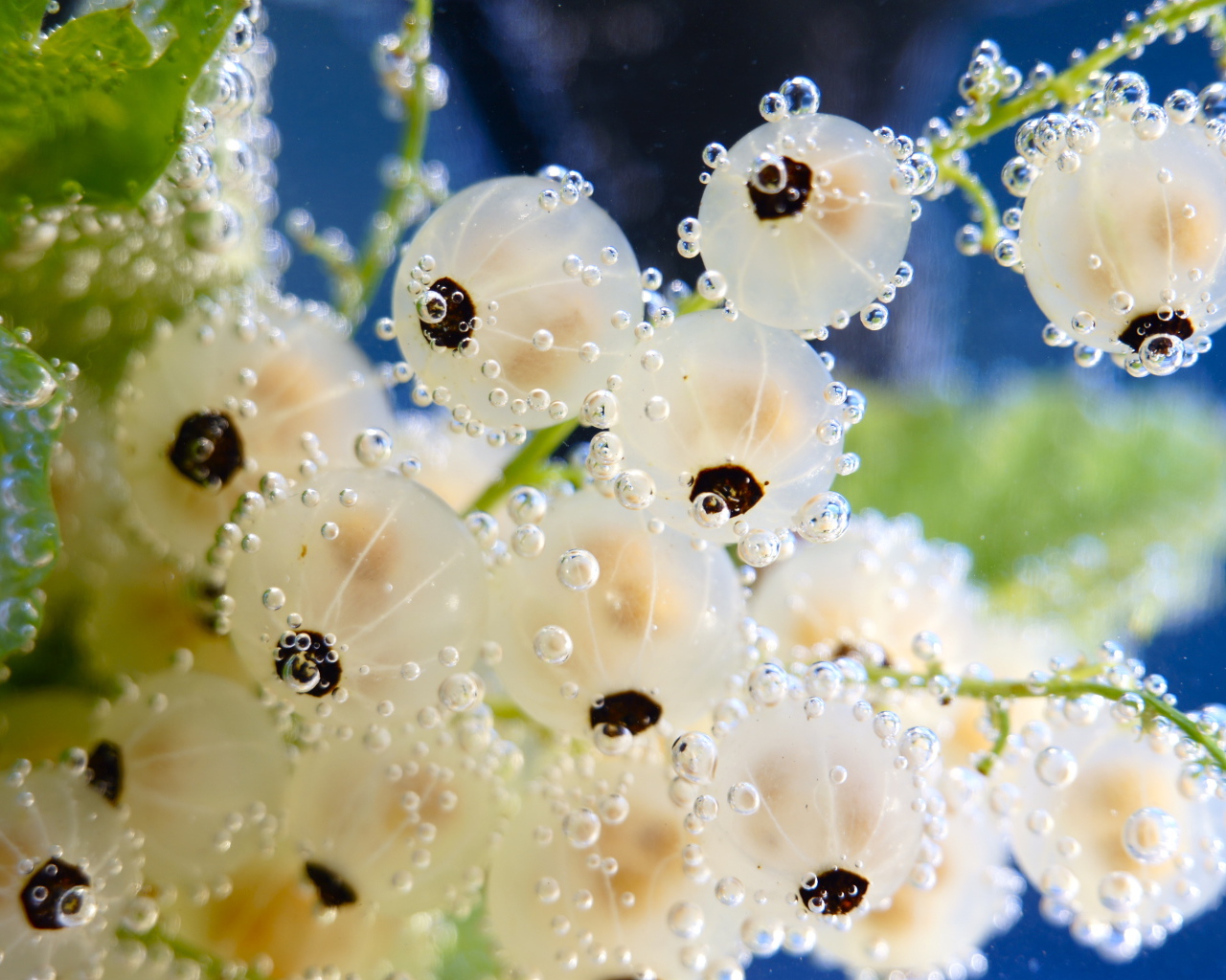 Белая смородина