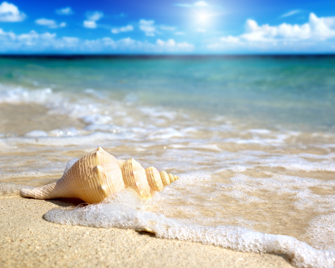 Ракушка у моря
