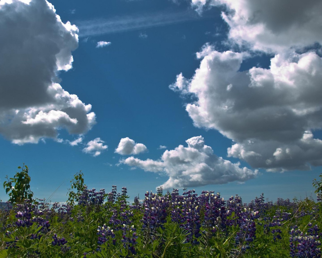 Плывущие над лесом облака