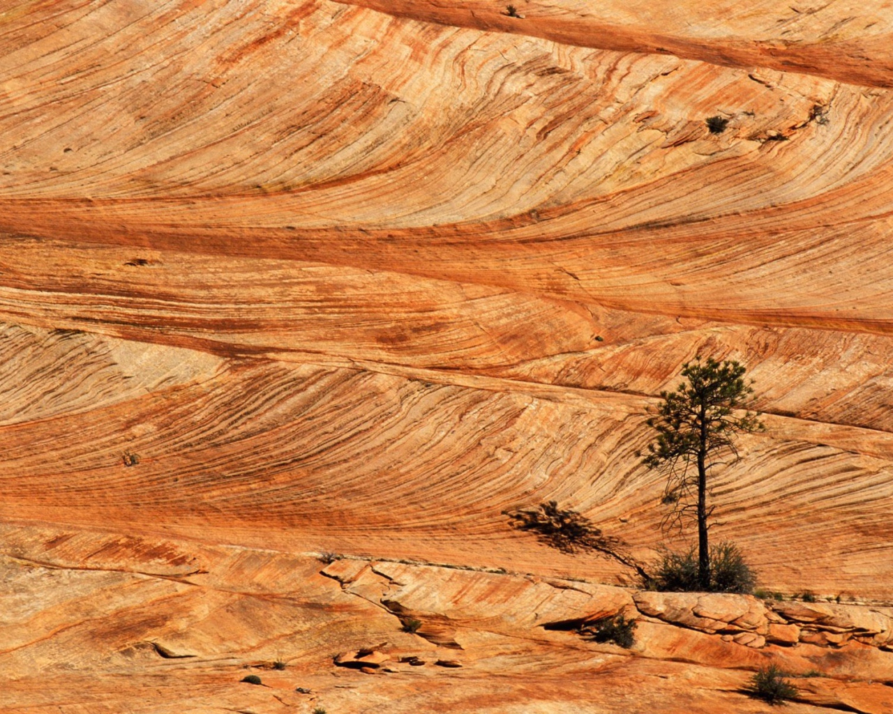 Одинокая сосна в пустыне