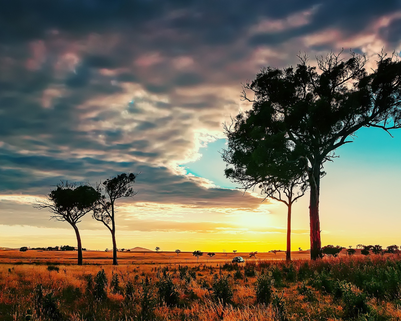 Деревья в африканской саванне