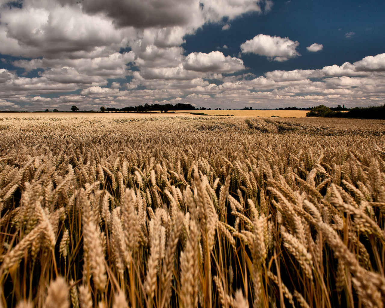 Облачное небо над полем пшеницы