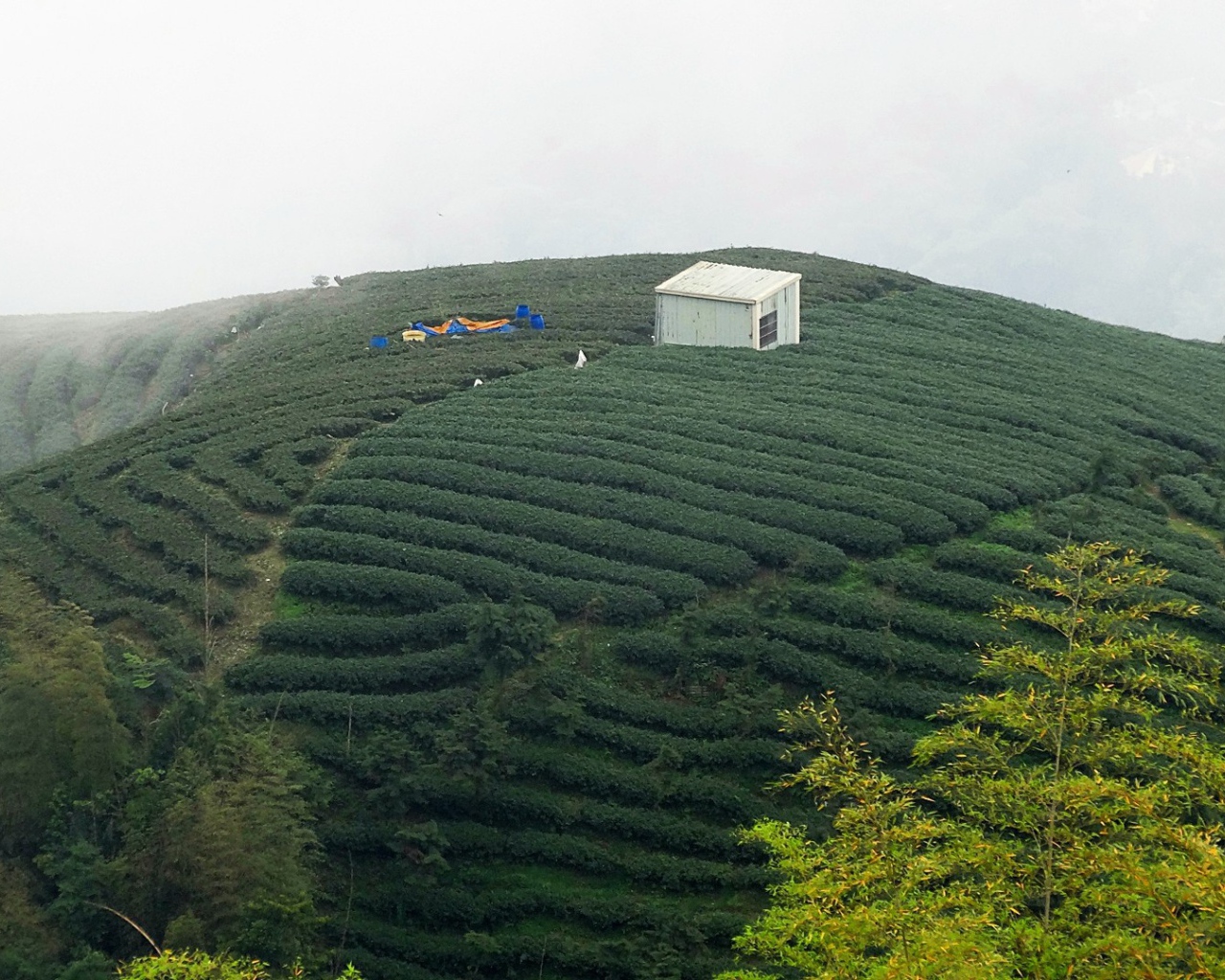 Горные плантации