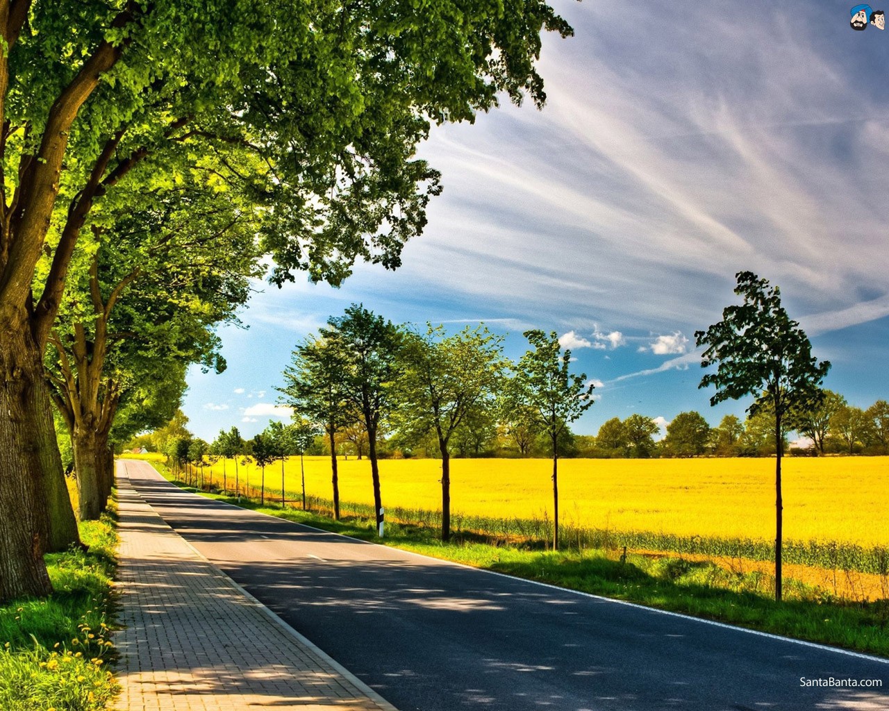 Старые и молодые деревья