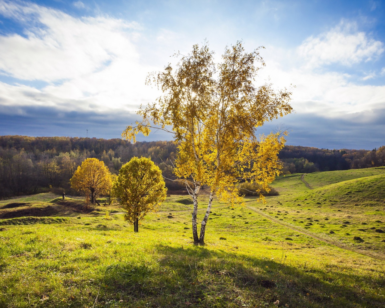 Русская береза на поле
