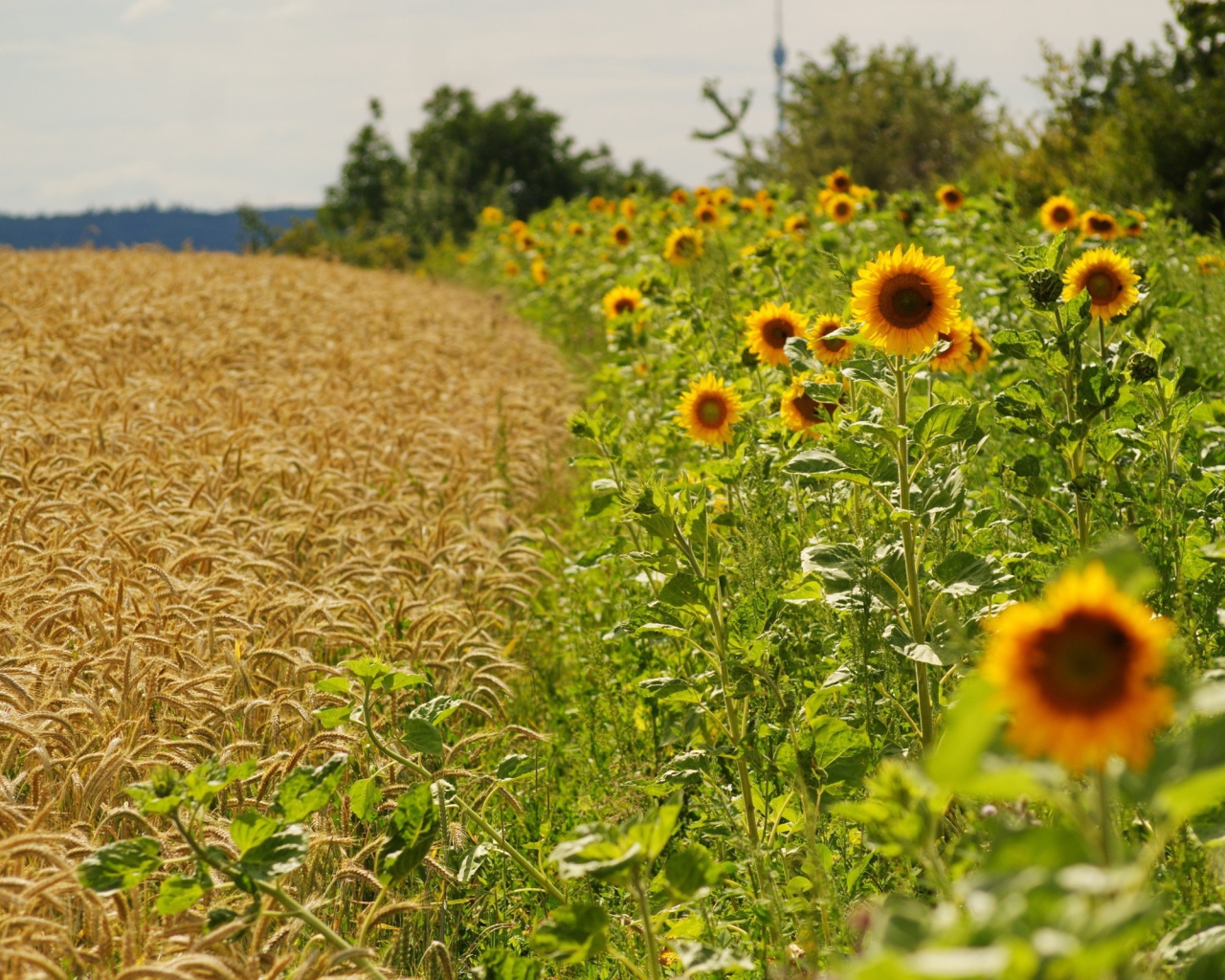 Подсолнечник и пшеница