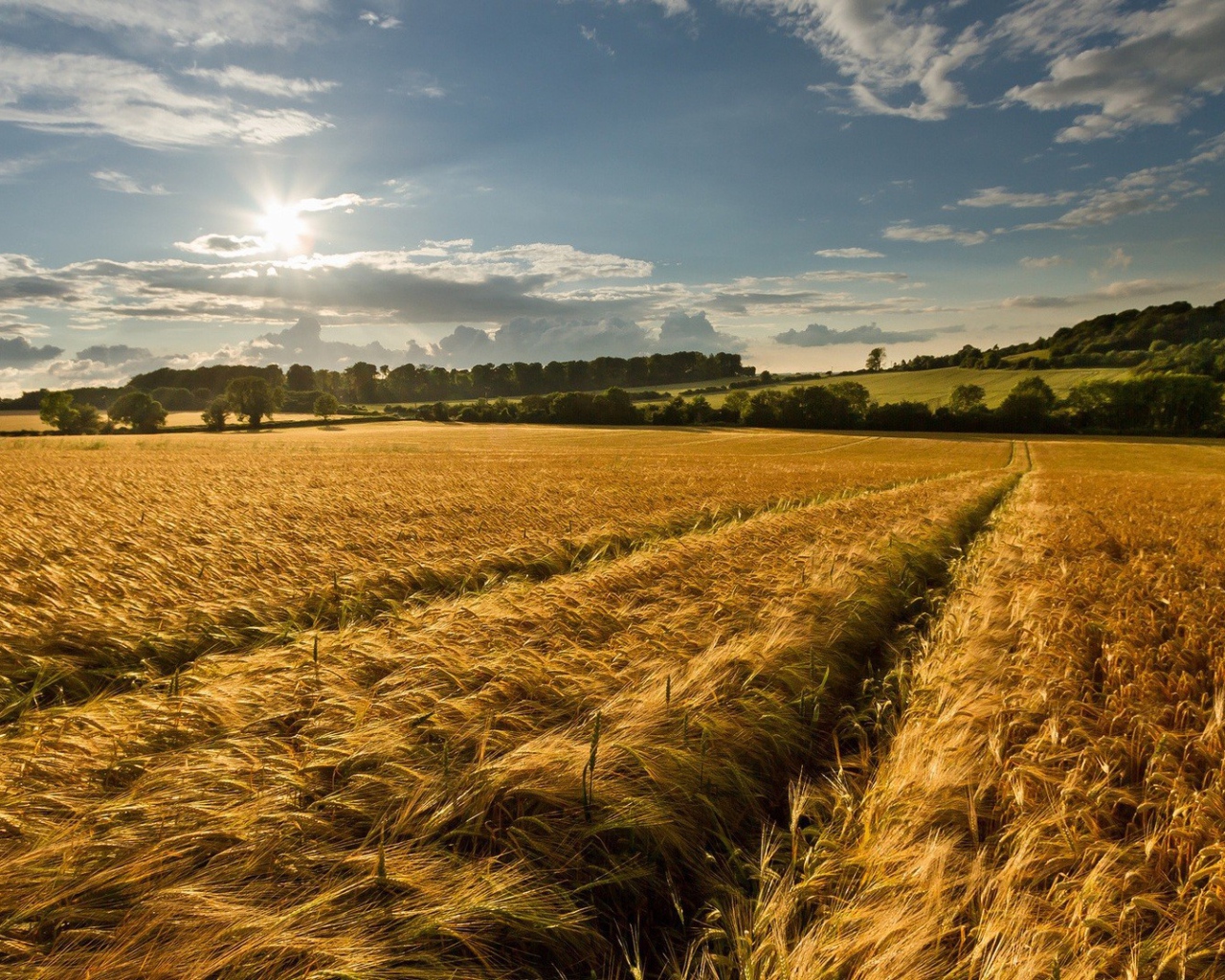 Восход солнца над полем