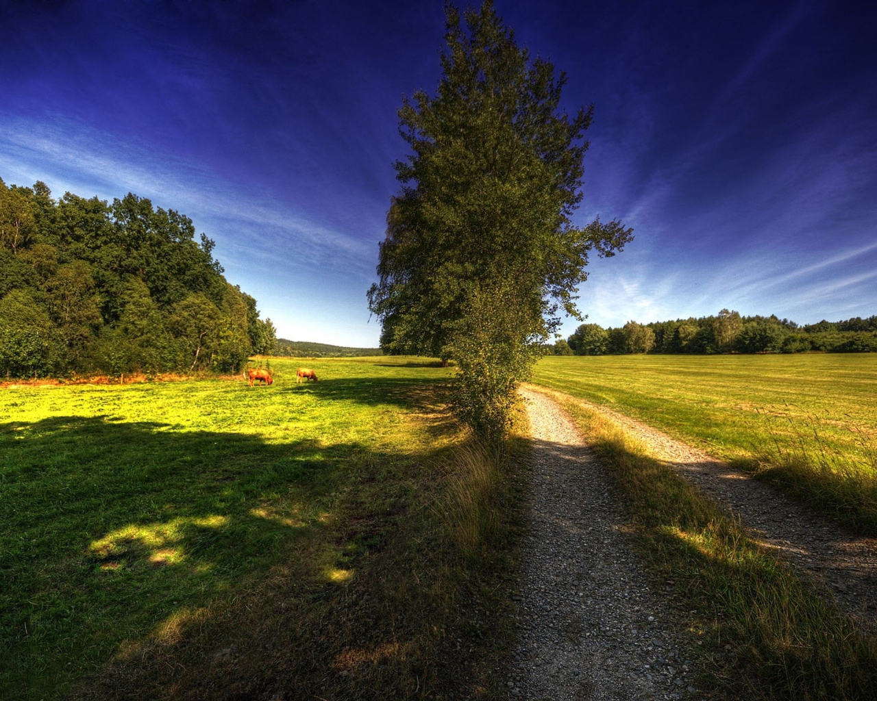 Дорога на поле