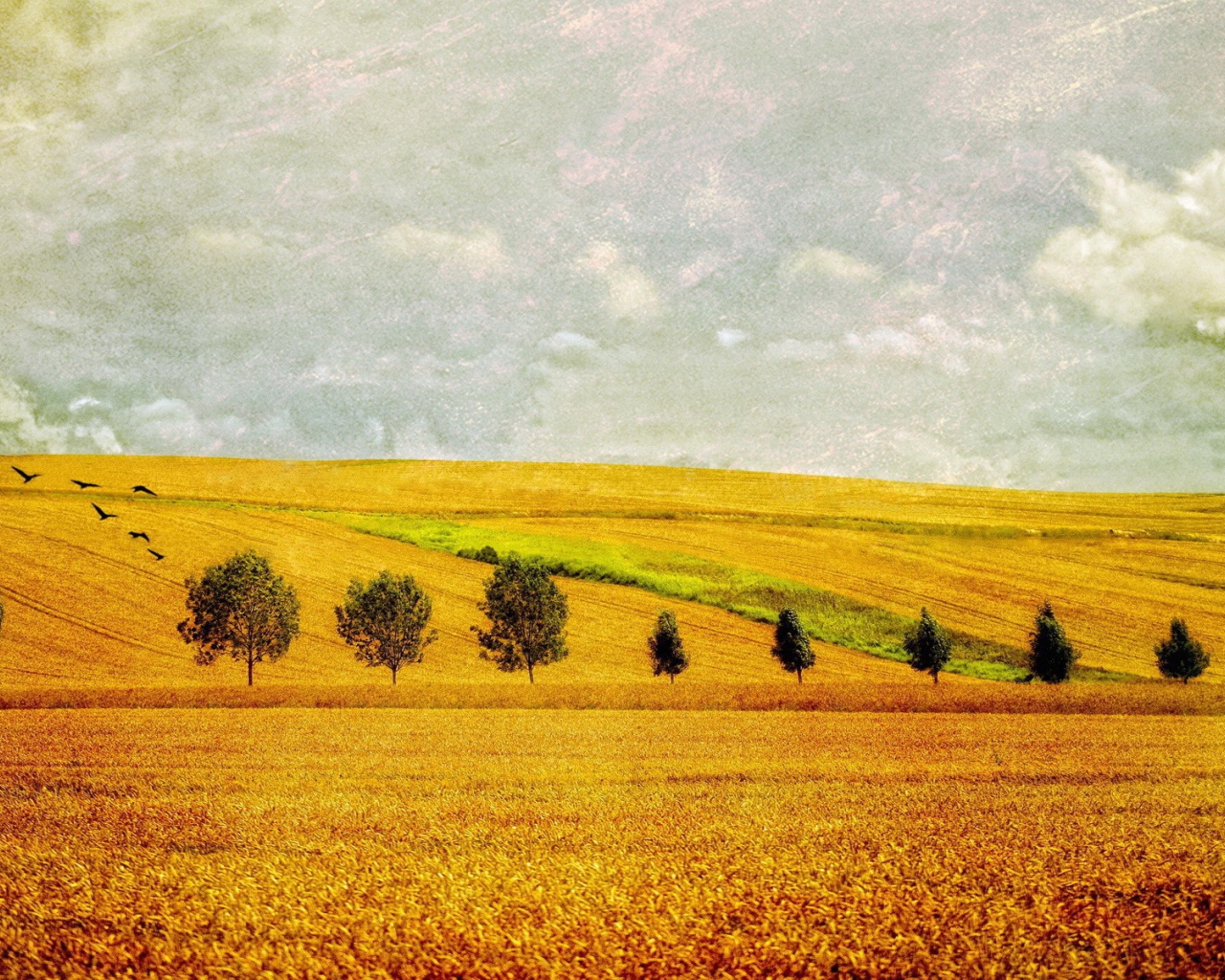 Желтое поле