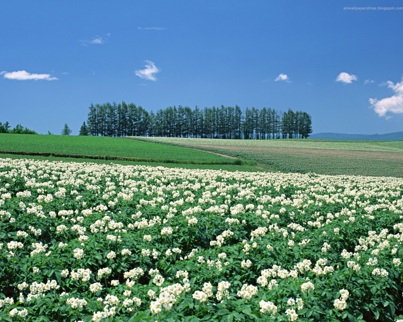Японские цветущие поля