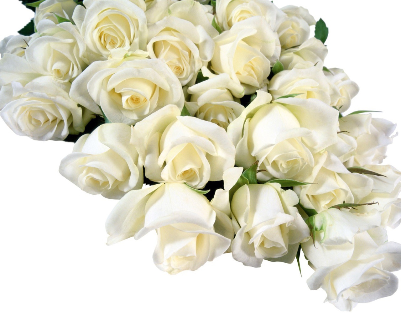 Букет белых роз