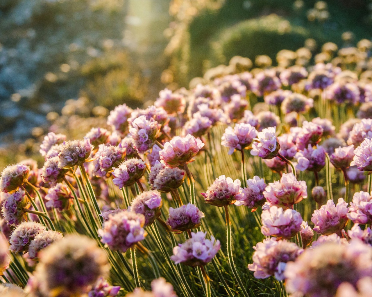 Море цветов