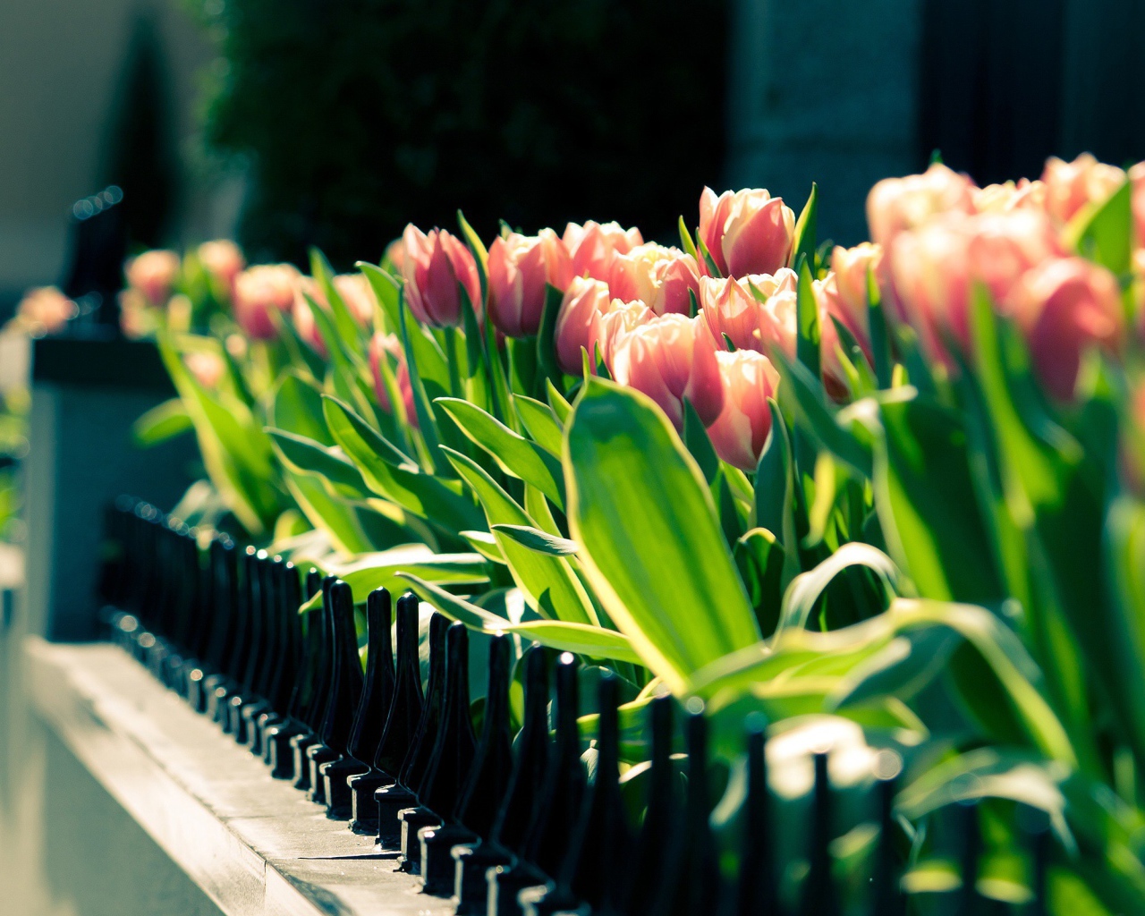 Клумба тюльпанов