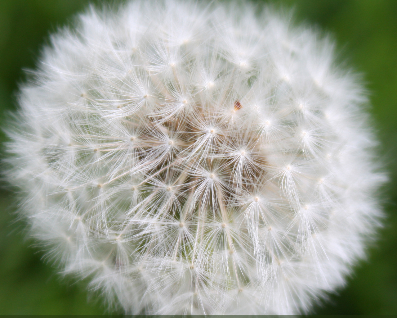 Большой одуванчик