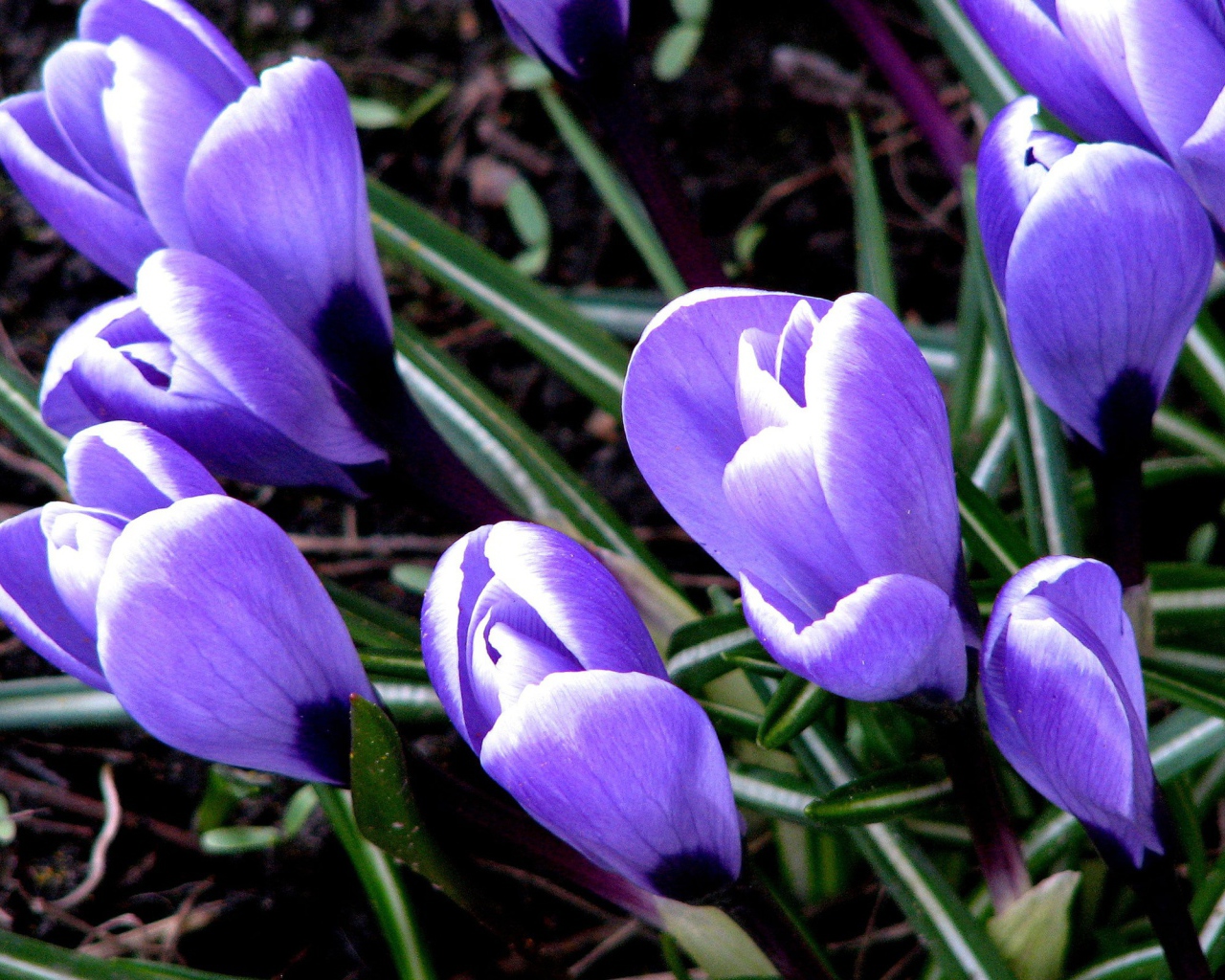 Цветут Крокусы