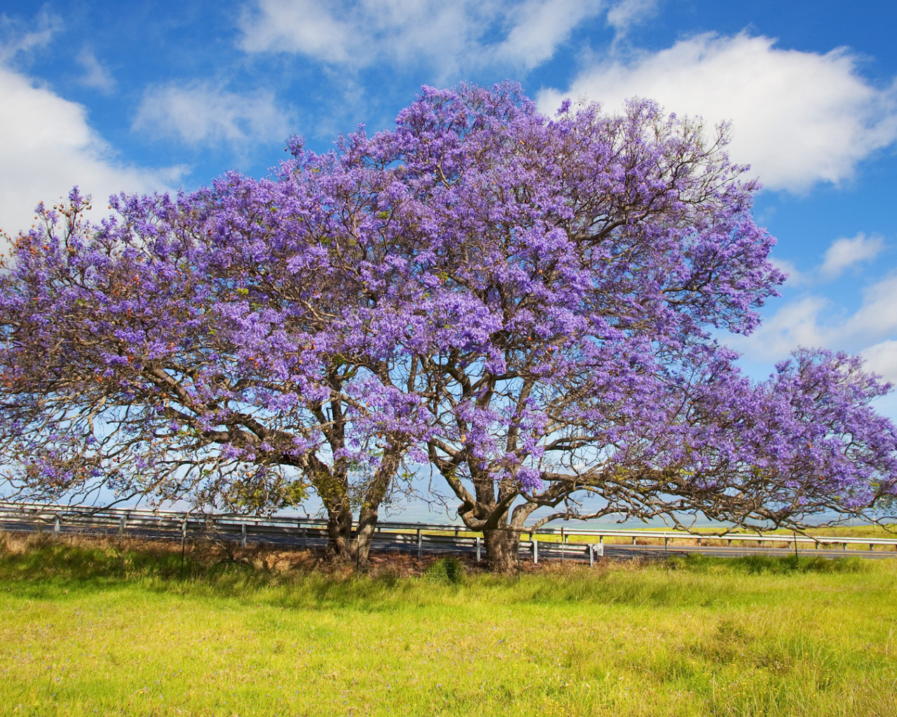 Цветет дерево жакаранда