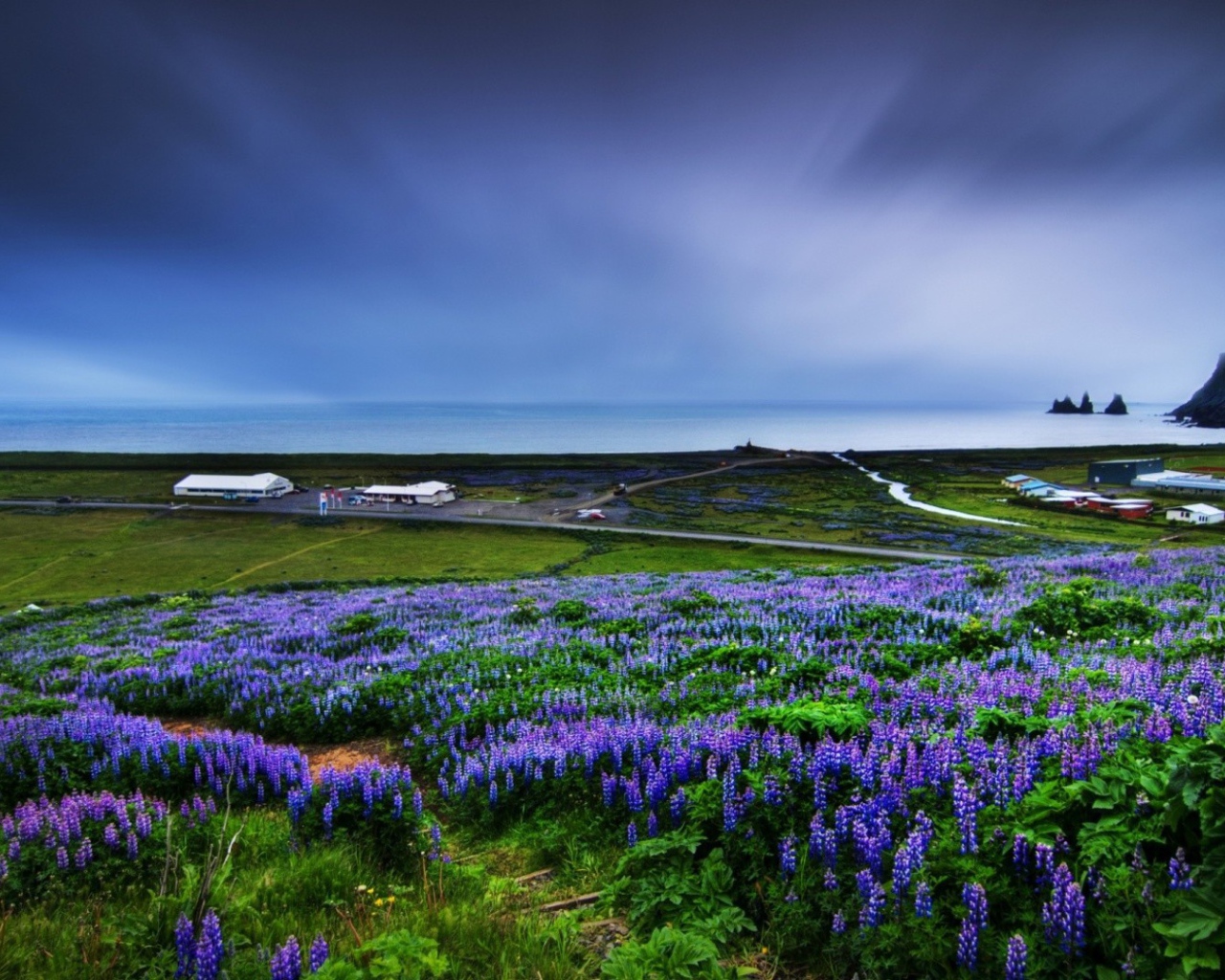 Цветет люпин