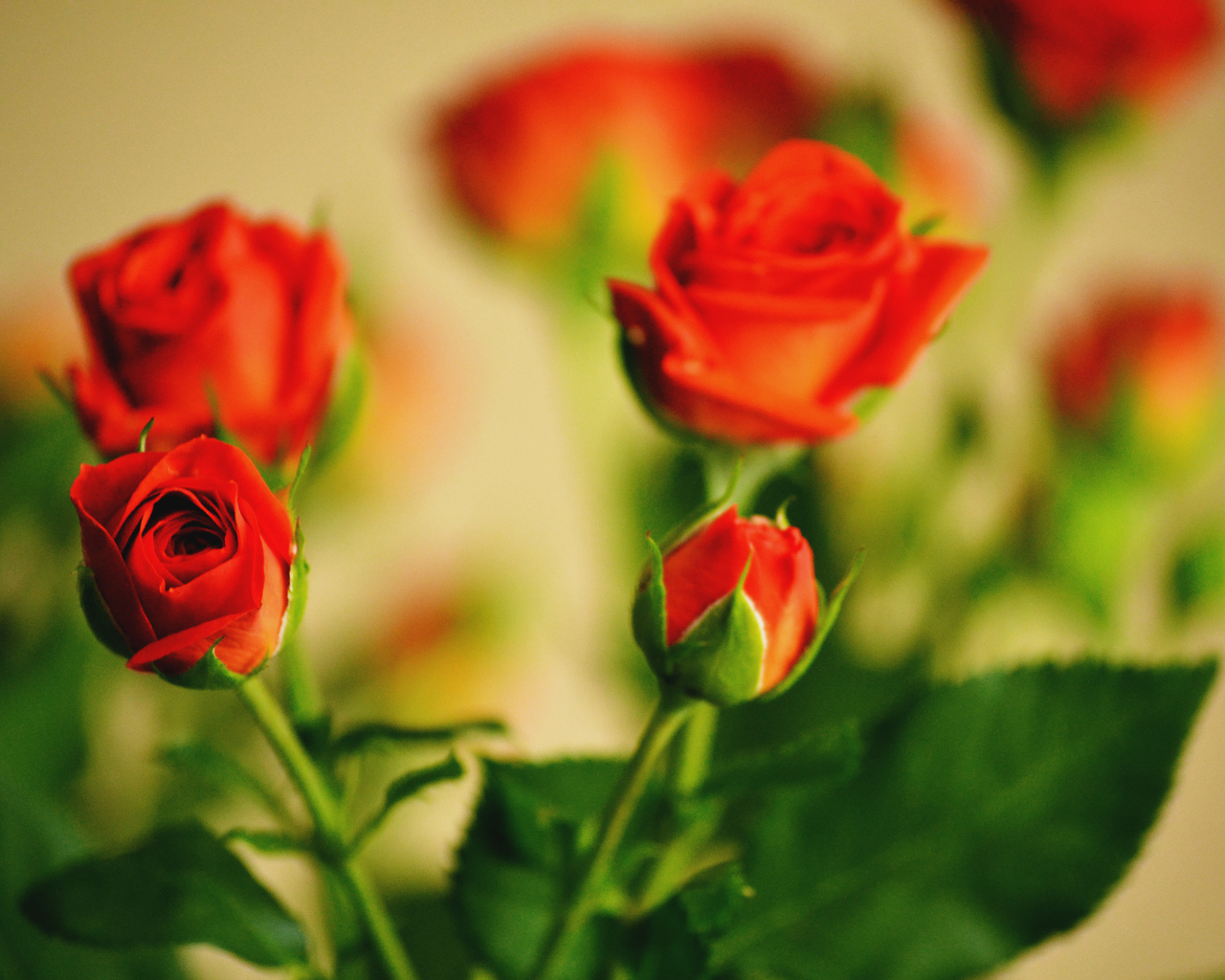 Букет роз с бутоном и листьями