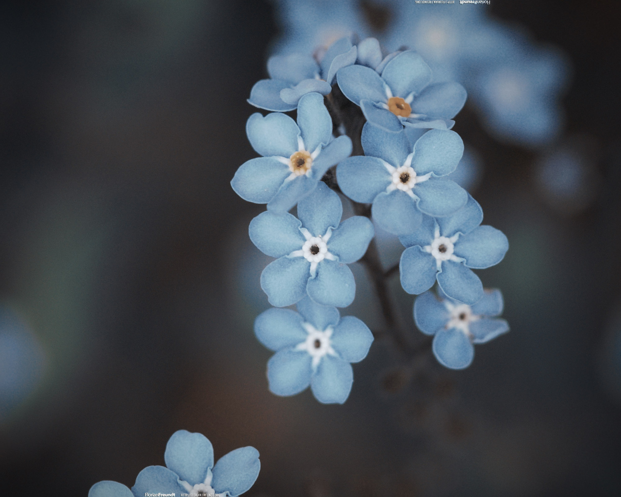 Веточка голубых цветов