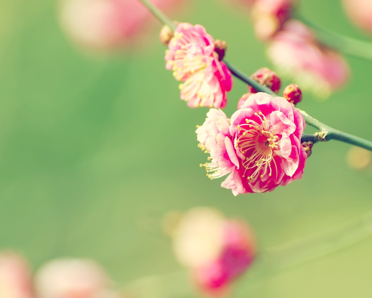 Веточка розовых цветов