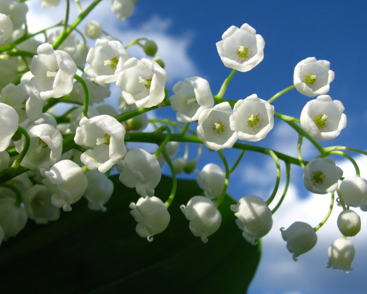 Веточка белых лилий