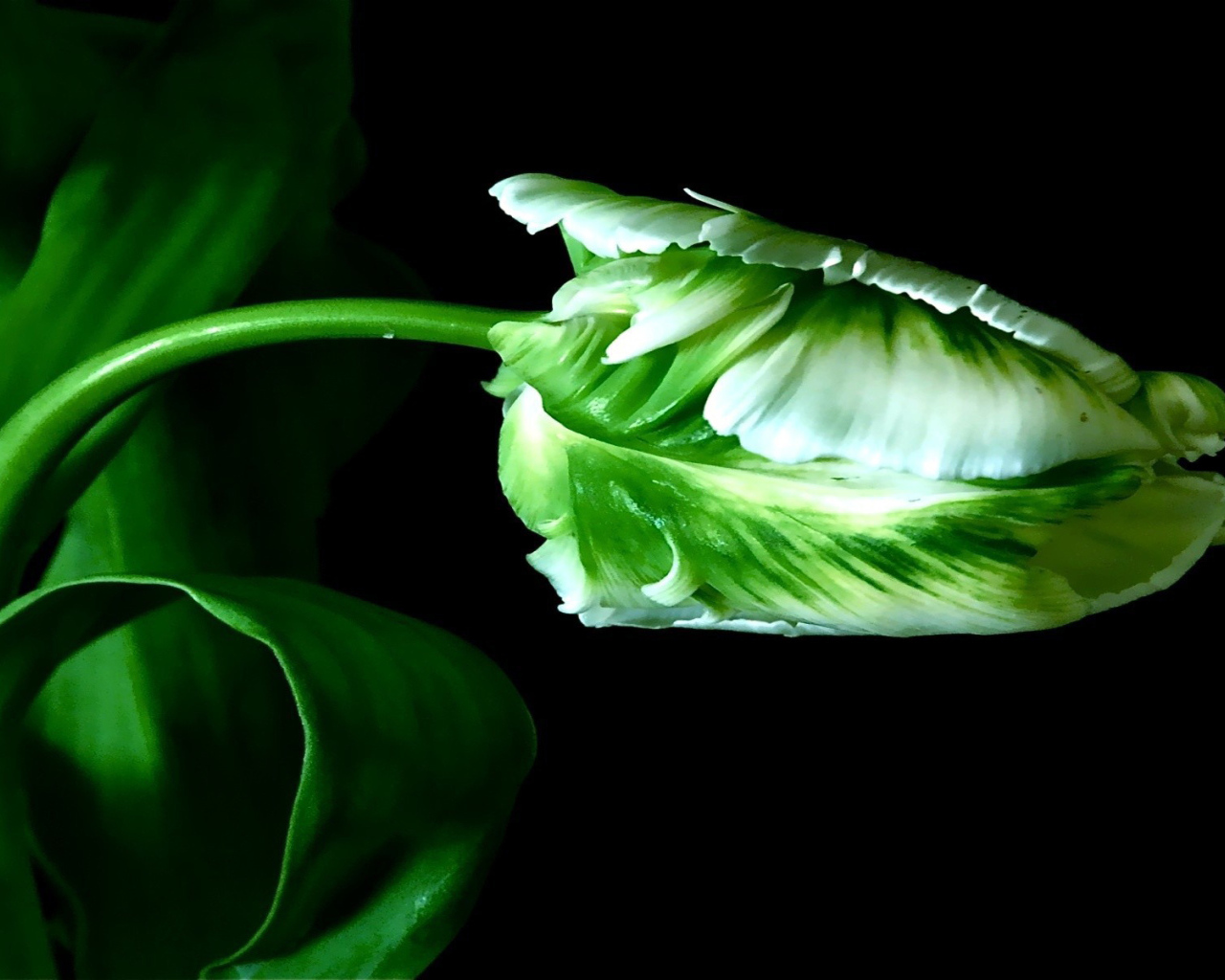 Бутон тюльпана на стебле