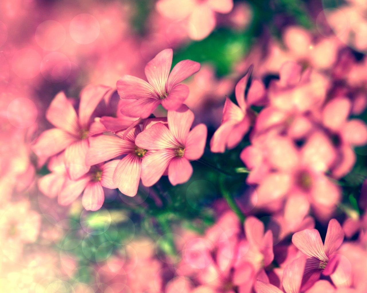 Куст розовых цветов