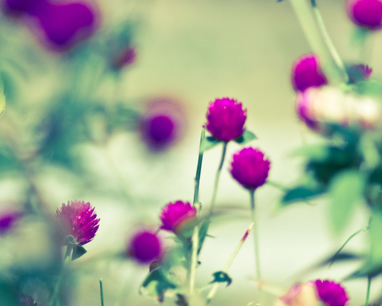 Бабочка на сиреневом цветке