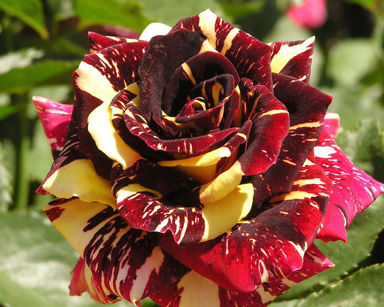 Разноцветная роза