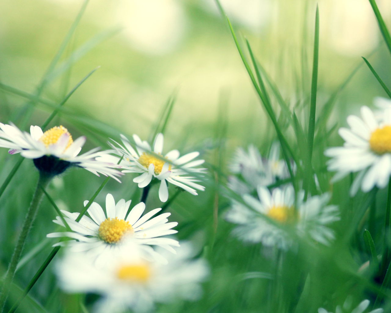 Ромашки в зеленой траве