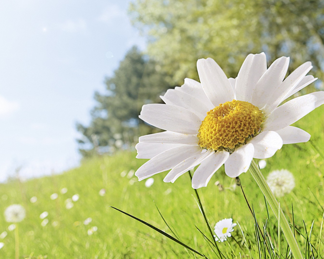 Полевая ромашка