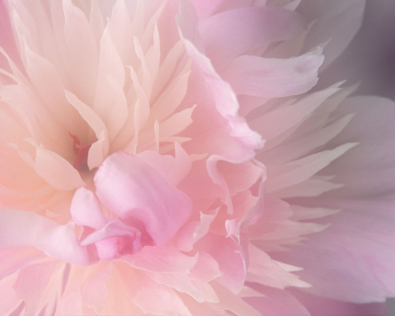 Нежный розовый цветок