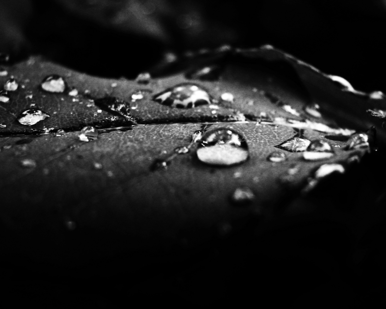 Роса на лепестке