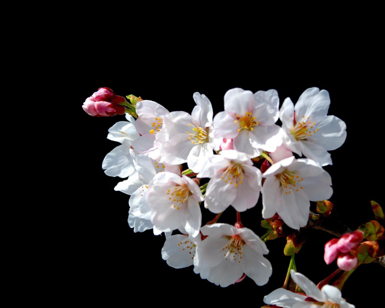 Цветы Японской вишни на черном фоне