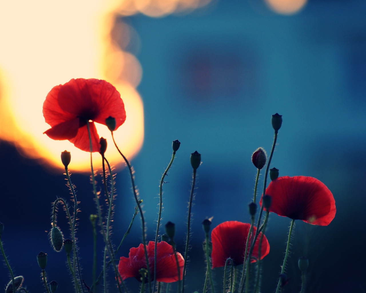 Вечерние маки