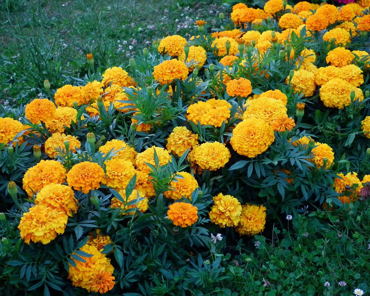 Клумба с желтыми цветами