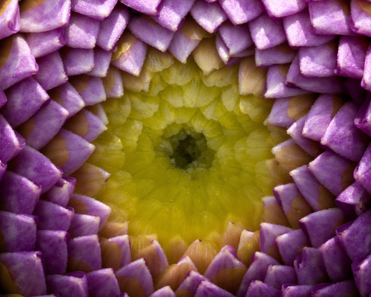 Цветок георгины