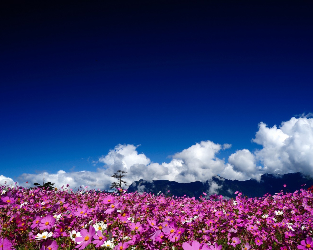 Цветочная поляна