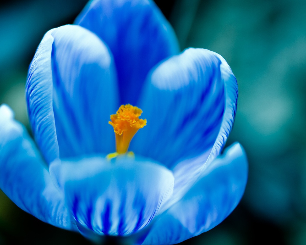 Цветок с голубыми лепестками