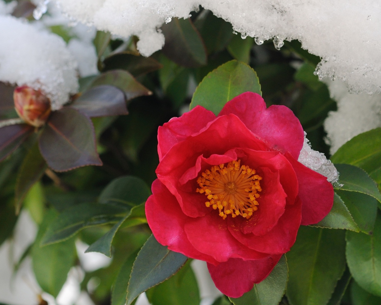 Цветы в снегу