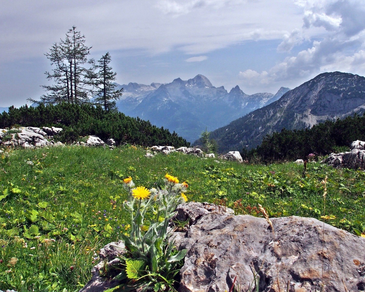 Цветы на камнях