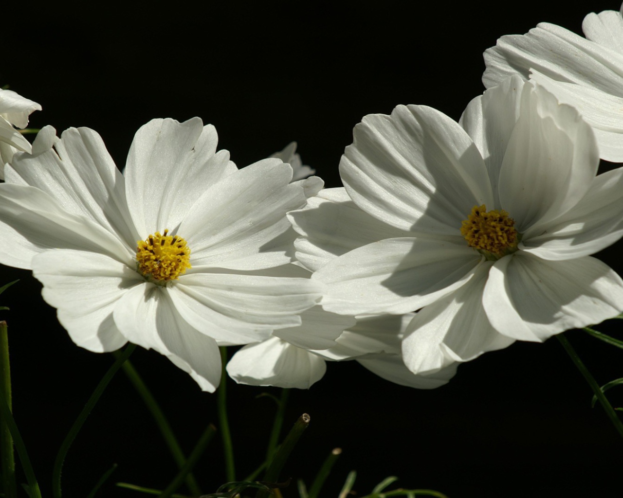 Flowers plants white