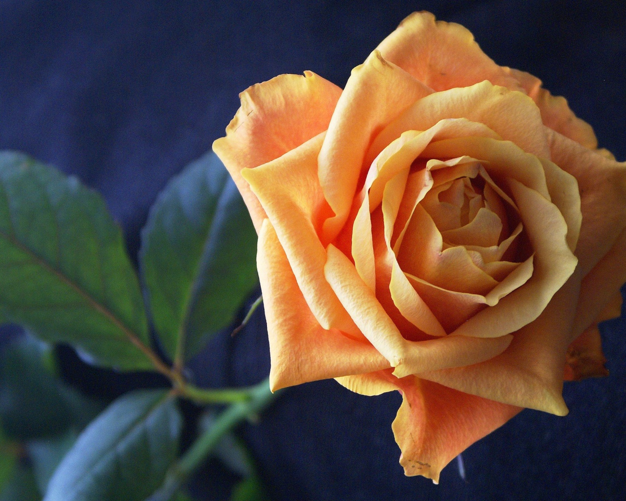 Нежная оранжевая роза