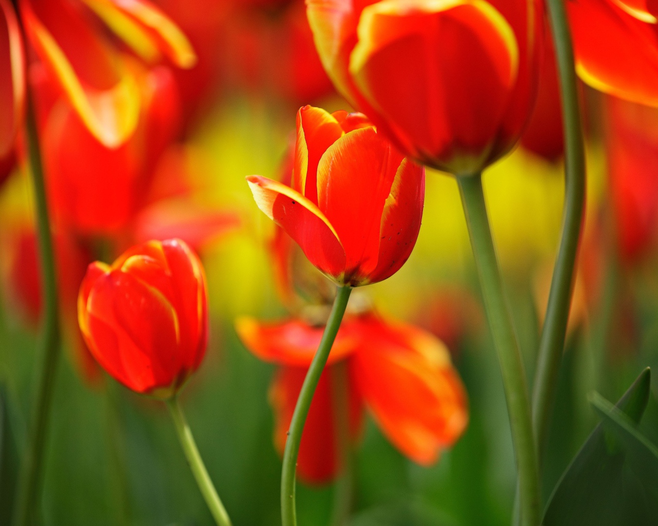 Поляна тюльпанов