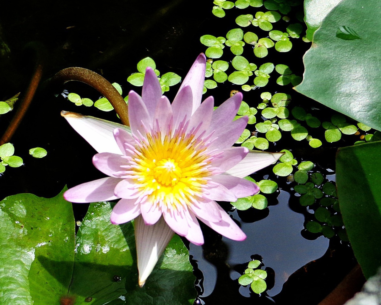  Сиреневая Лилия в воде