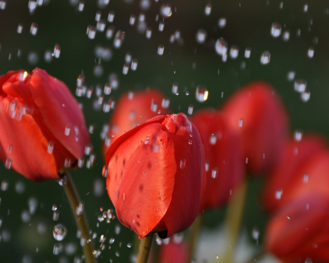 Ландыши и капли