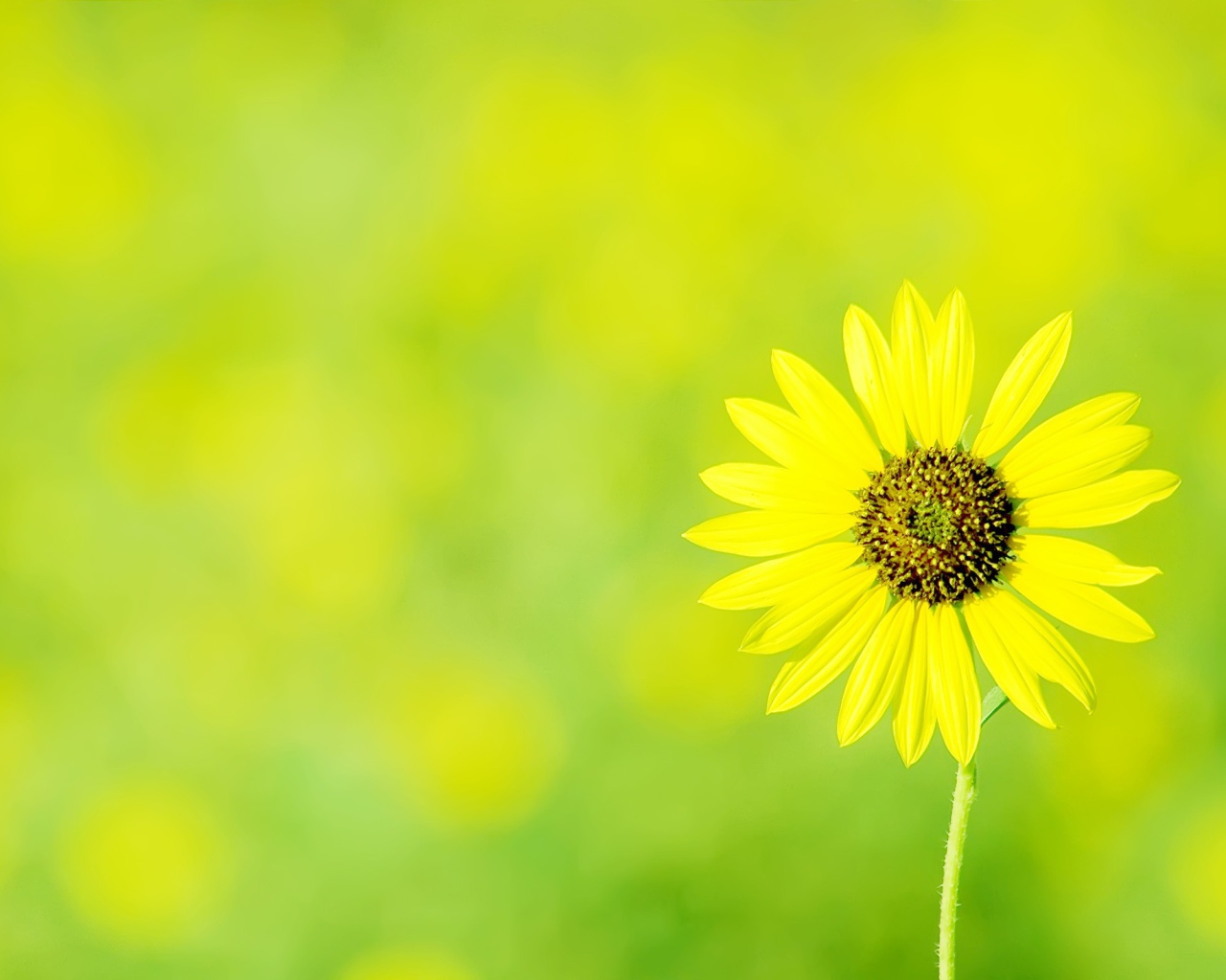 Одинокая ромашка