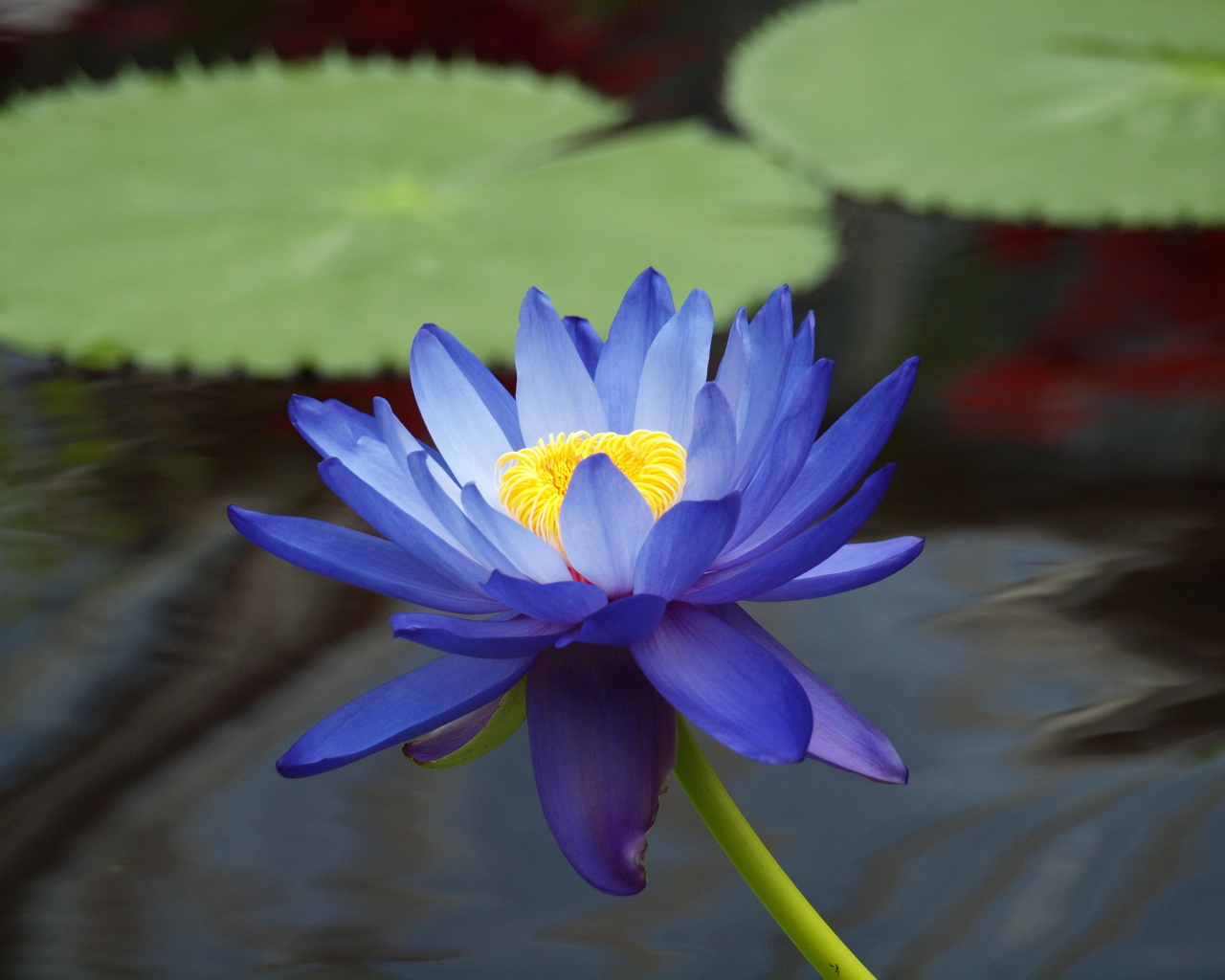 Цветок лотоса